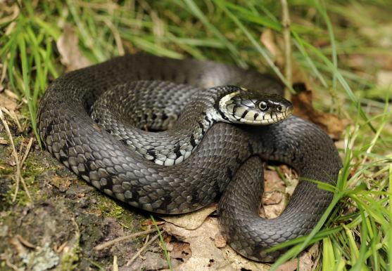3D postcard european grass snake