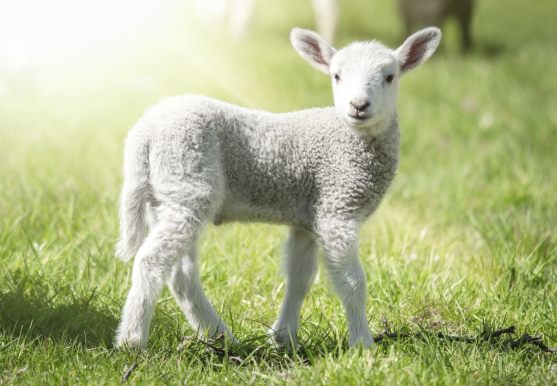 3D postcard sheep white (25)