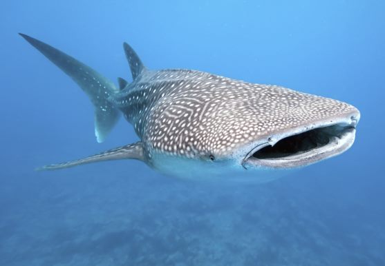 3D postcard whale shark (25)