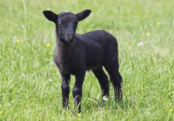 3D postcard black Suffolk sheep (25)