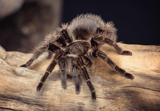 3D postcard tarantula (25)