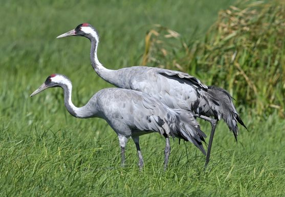 3D postcard cranes (25)