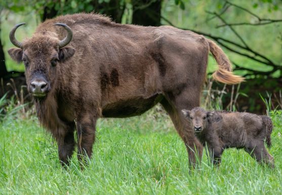 3D postcard wisents (25)