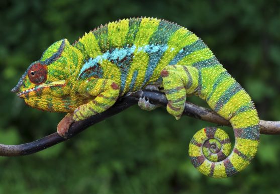 3D postcard chameleon (25)