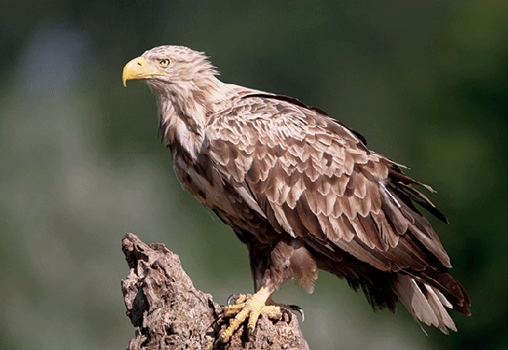 3D postcard white tailed eagle (25)