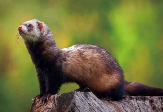 3D Postkarte Frettchen (25)