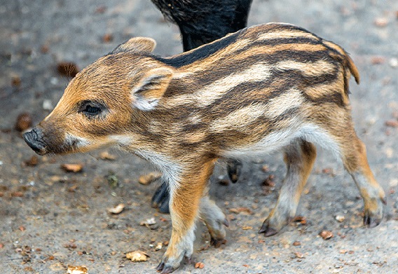 3D Postkarte Frischling (25)