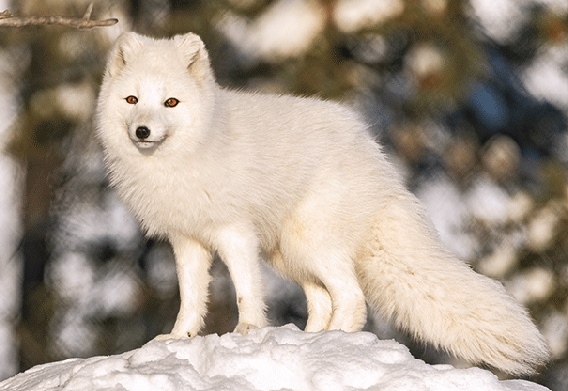 3D postcard arctic fox (25)
