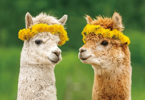 3D Postkarte Alpakas (25)