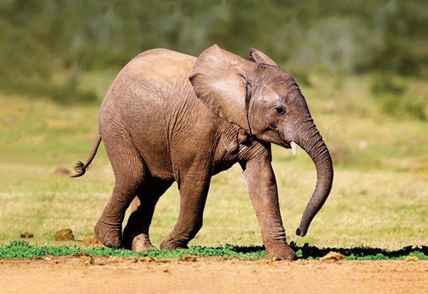 3D postcard baby elephant (25)