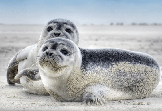 3D Postkarte Robben (25)