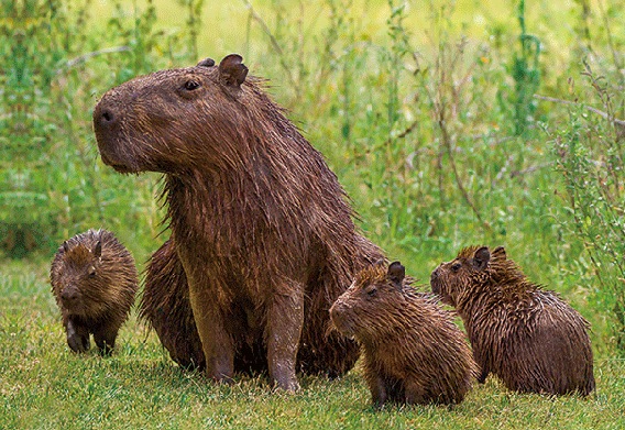 3D Postkarte Capybaras (25)