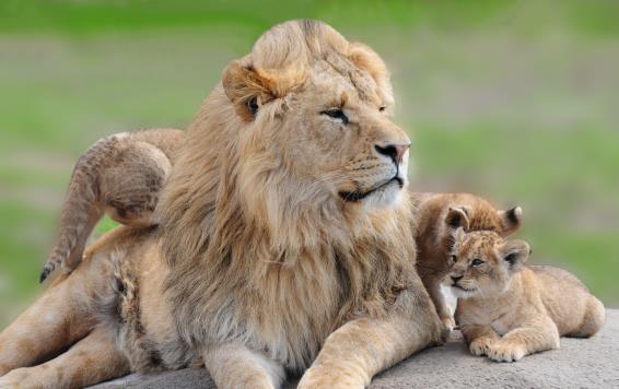 3D magnet lion family (25)