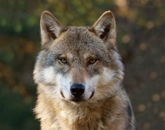 3D Magnet Wolfskopf (25)