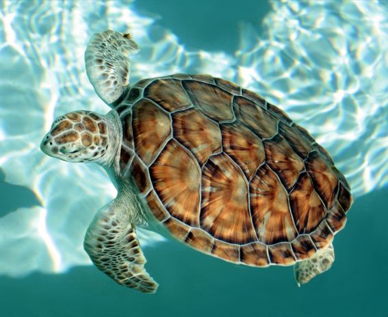 3D magnet sea turtle (25)