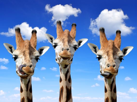 3D Magnet Giraffen (25)