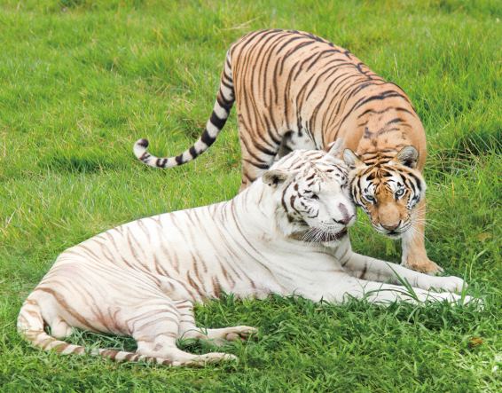 3D Magnet Tiger braun und weiß (25)