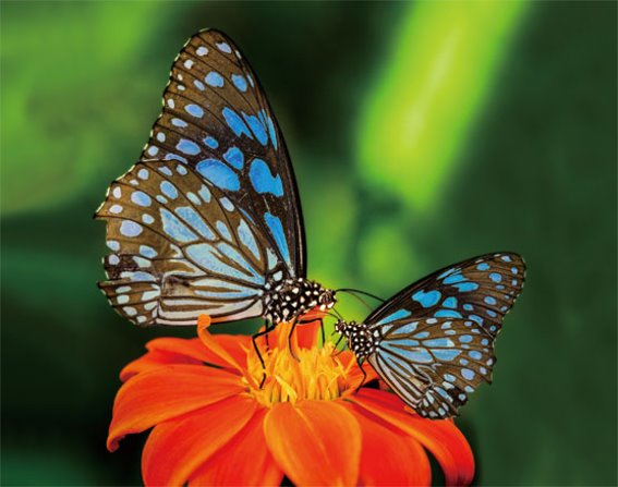 3D Magnet Schmetterlinge (25)