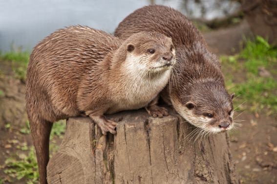 3D Magnet Otter (25)
