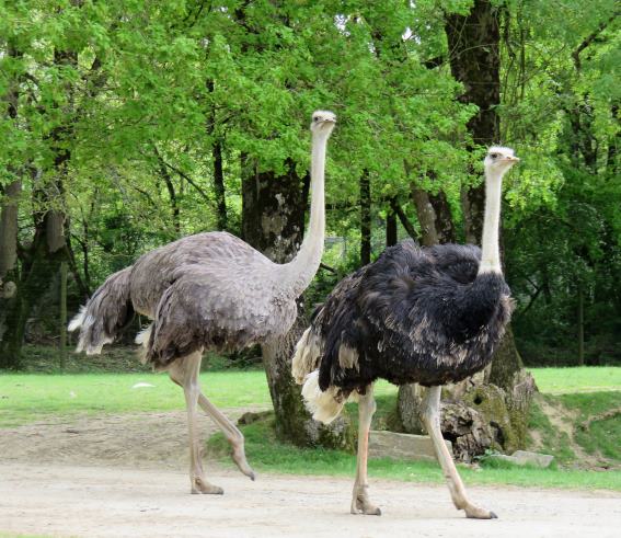 3D Magnet Strauße (25)