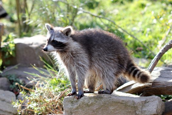 3D Magnet Waschbär (25)