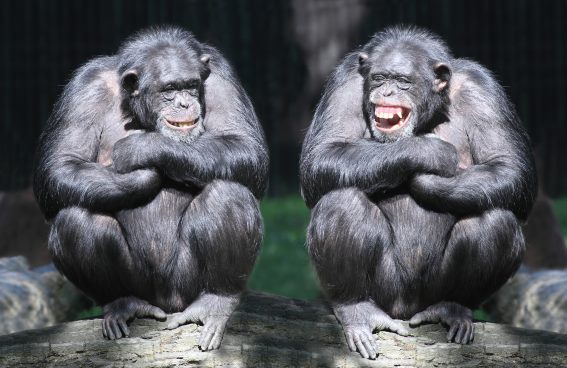 3D Magnet Schimpansen (25)