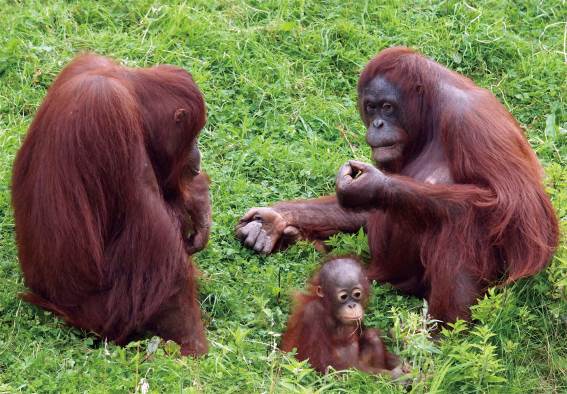 3D Magnet Orang Utans (25)