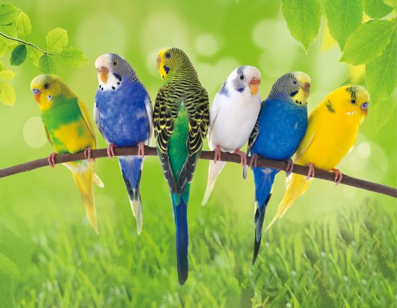 3D Magnet Wellensittiche (25)