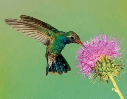 3D Magnet Kolibri (25)