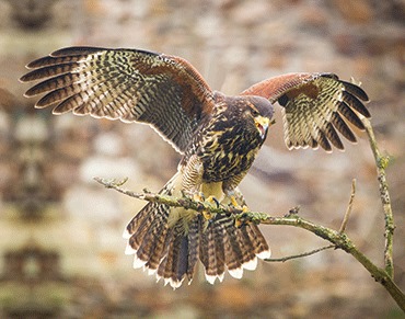 3D Magnet Wüstenbussard (25)