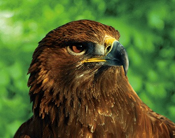 3D Magnet Steinadler (25)