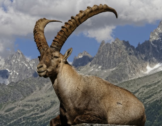 3D Magnet Steinbock (25)