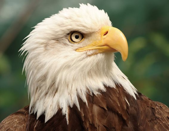 3D magnet bald eagle (25)