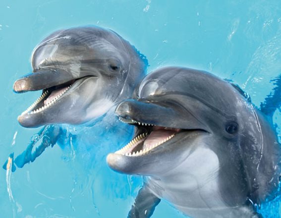 3D Magnet Delfine (25)