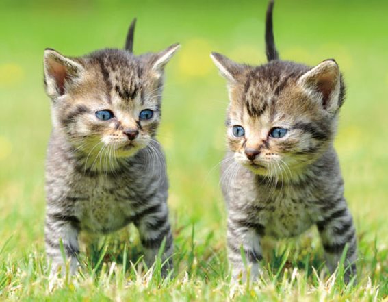 3D Magnet Kätzchen (25)