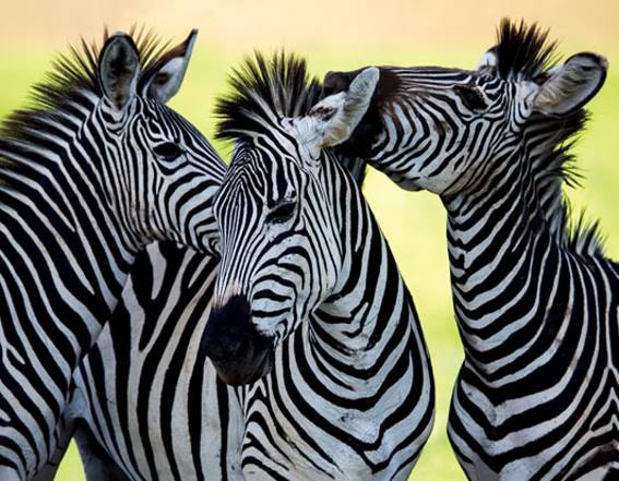 3D magnet zebras (25) ca.9x7cm