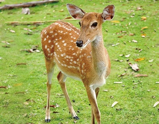 3D Magnet Rehkitz (25)