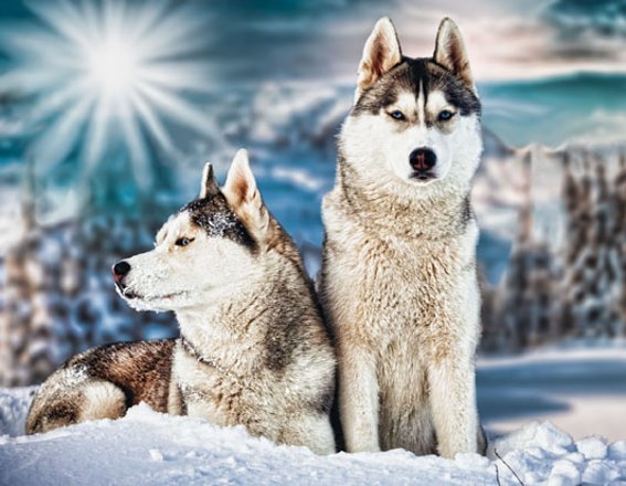 3D Magnet Huskys (25)