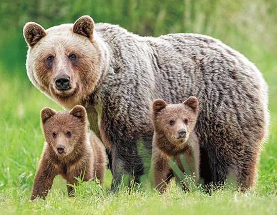 3D magnet brown bear family (25)