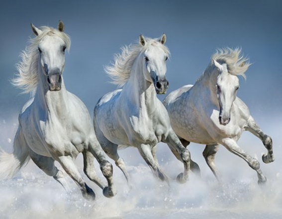 3D magnet white horses (25)