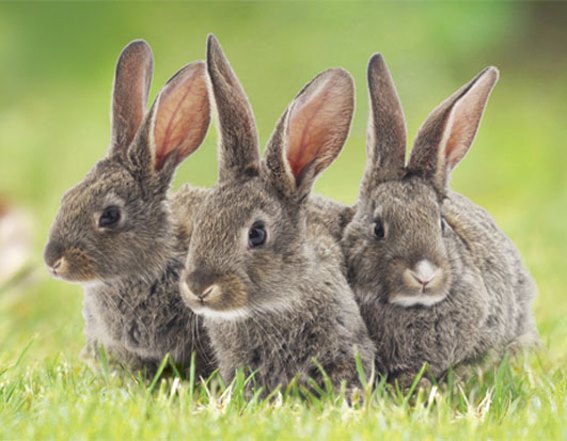 3D Magnet Häschen (25)