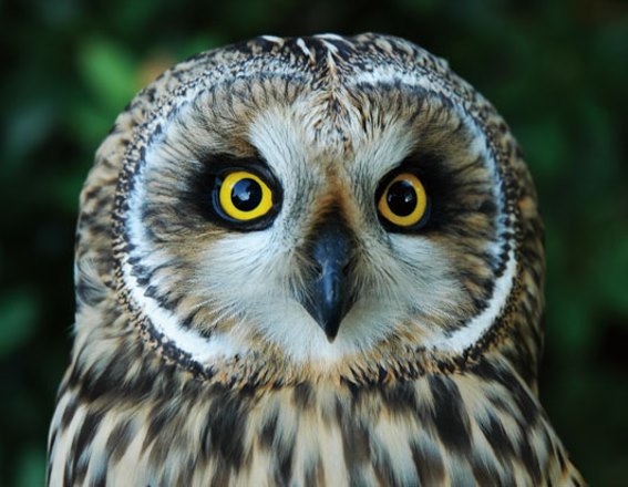 3D magnet short-eared owl (25)