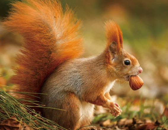 3D Magnet Eichhörnchen (25)