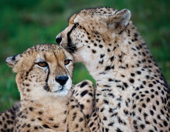 3D Magnet Geparde (25)