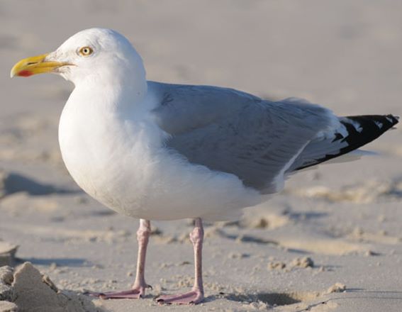3D Magnet Silbermöwe (25)