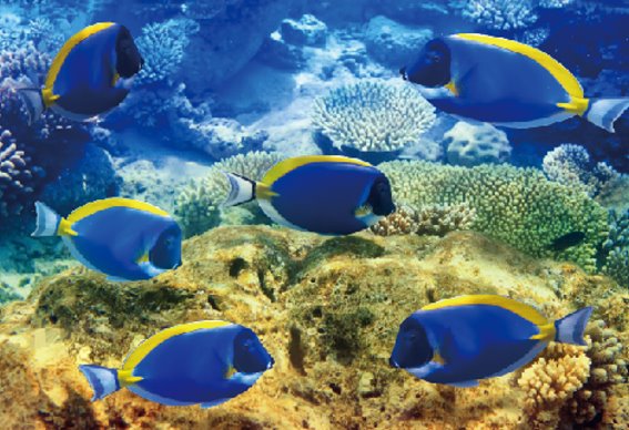 3D Magnet Doktorfische (25)