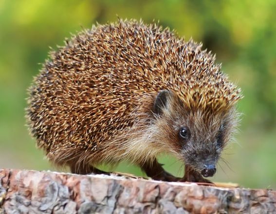 3D magnet hedgehog (25)