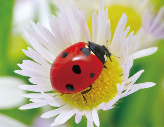 3D Magnet Marienkäfer (25)