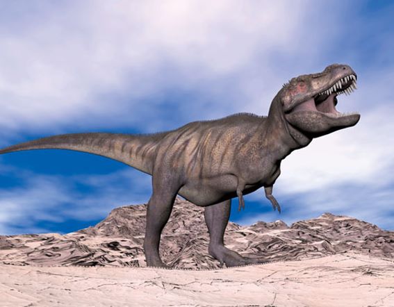 3D magnet Tyrannosaurus rex (25)