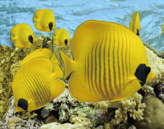 3D magnet butterflyfishes (25)
